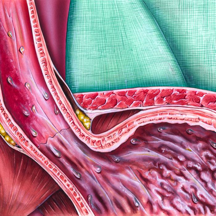Fizjologia żołądka