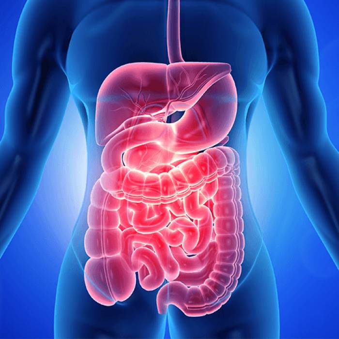 Przewód pokarmowy – budowa i funkcje. Ile ma odcinków?