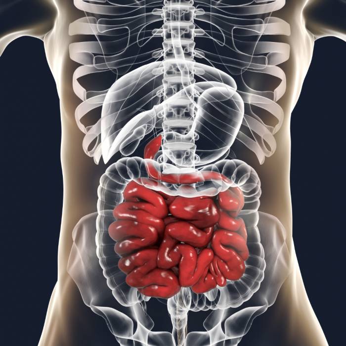Układ pokarmowy - z czego się składa i jakie ma funkcje?
